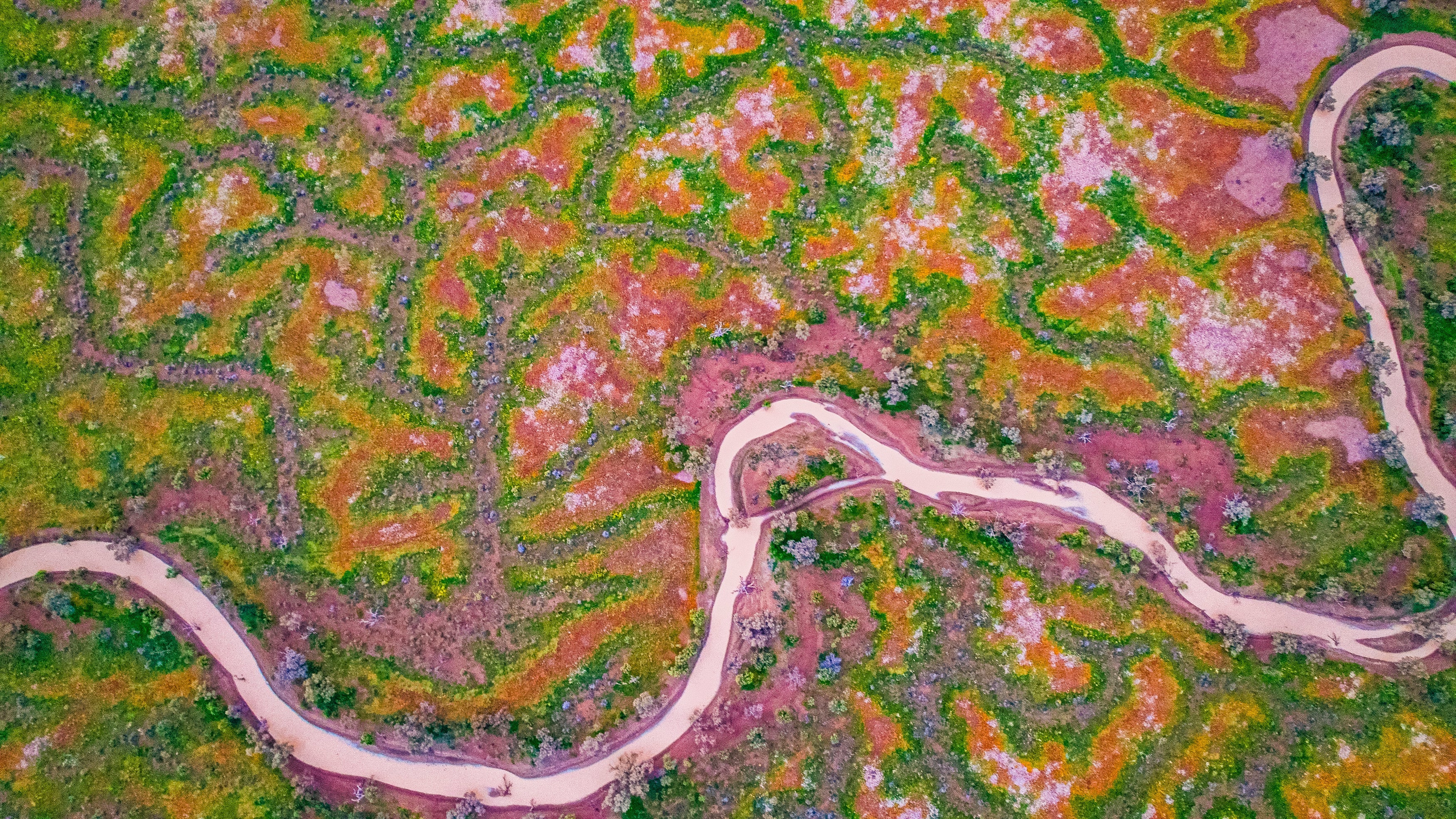 Channel Country, Curated